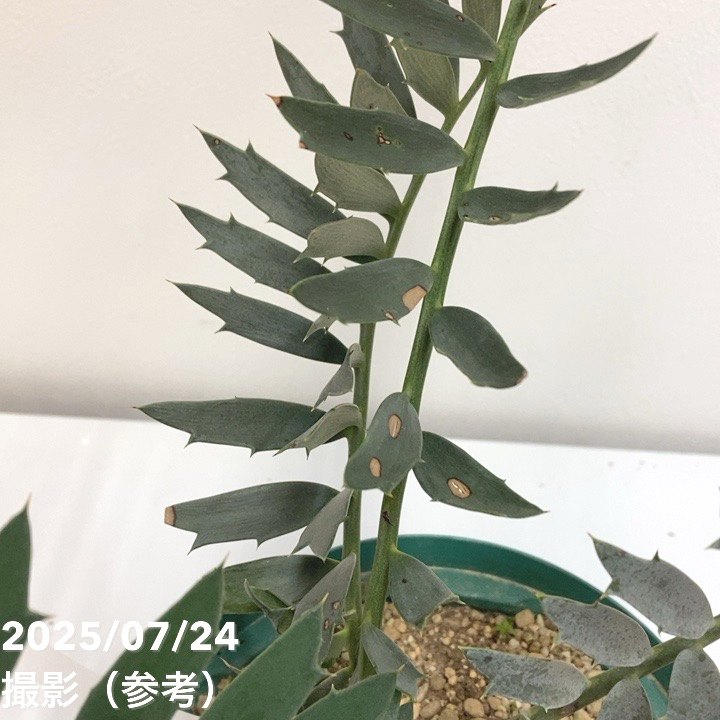激レア！現品お届け】エンセファラルトス アレナリウス（Enephalartos