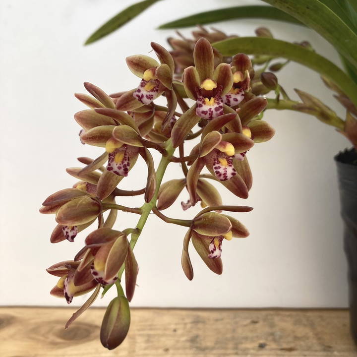 花芽2個付き＞キンリョウヘン 4号（原種 赤花系）｜ミツバチ蘭｜洋蘭10