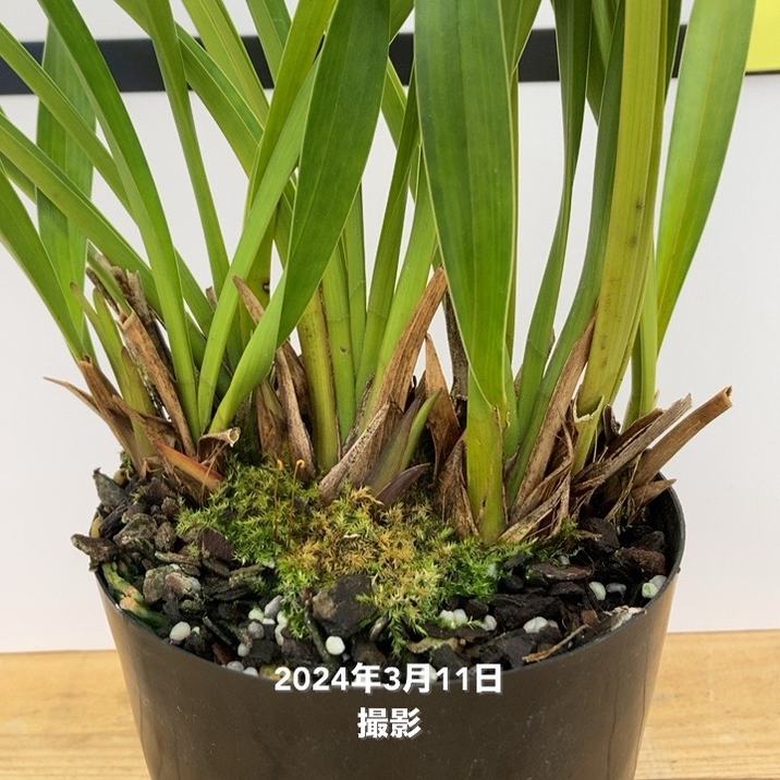 花芽2個付き＞キンリョウヘン 4号（原種 赤花系）｜ミツバチ蘭｜洋蘭10