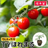 てしまの苗】 大玉トマト苗 りんか409 断根接木苗 9cmポット 野菜苗