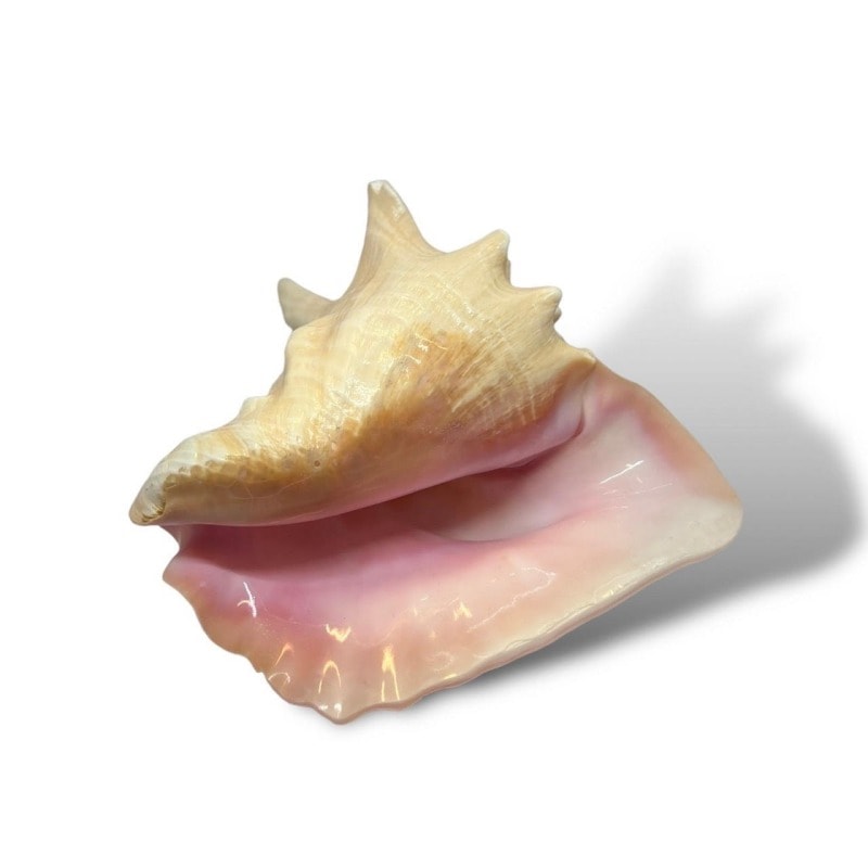 ピンク法螺貝ヒミコエフェクト | グッズ販売 | | ヒカルランドパーク