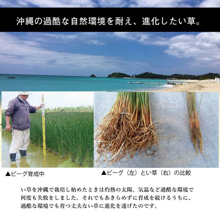 20日間返品無料】国産い草ラグ DX沖縄ビーグ ｜イケヒコ公式通販