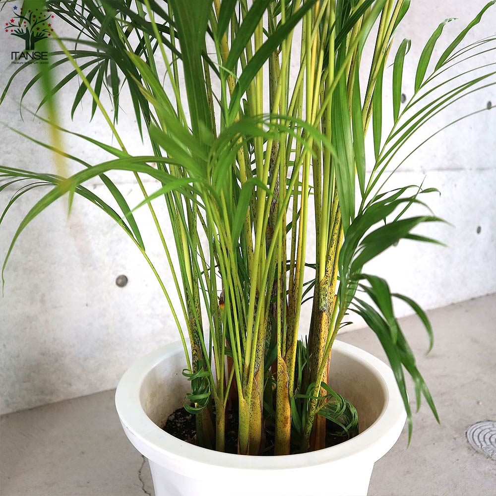 アレカヤシ 【観葉植物 10号大鉢:尺鉢大型／1個売り】｜ 【植物の