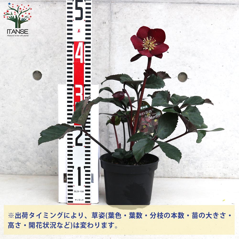 クリスマスローズ 氷の薔薇 メルロー 【花苗 5号鉢／1個売り