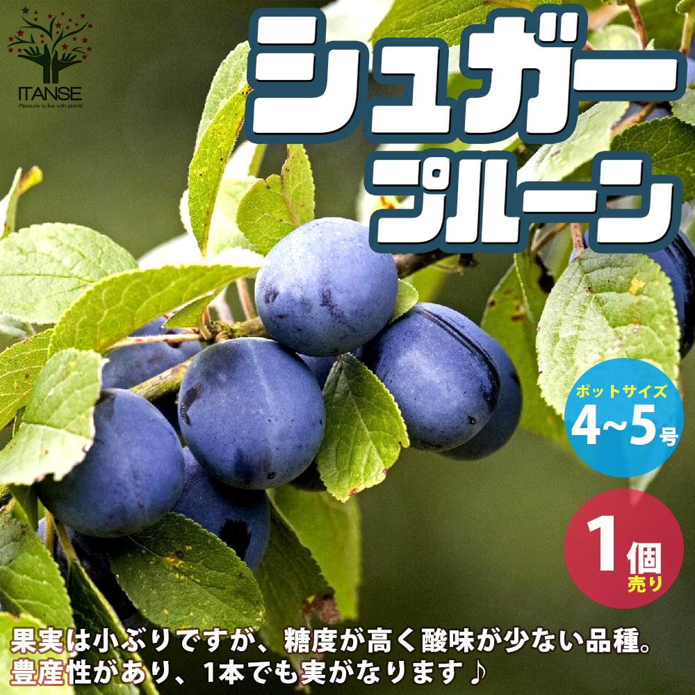 プルーンの苗 品種：シュガープルーン【果樹の苗木 4～5号ポット／1個