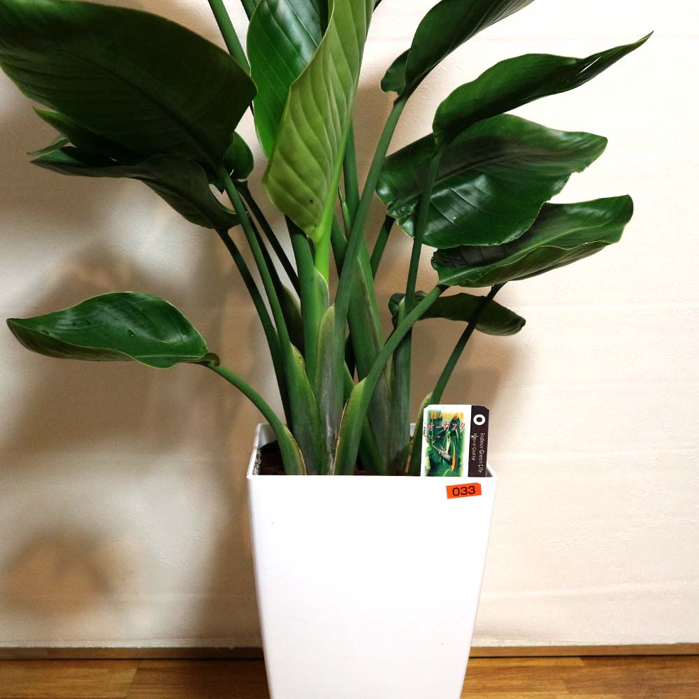 ストレリチア・オーガスタ【大型 観葉植物 8号鉢／Mサイズ1個