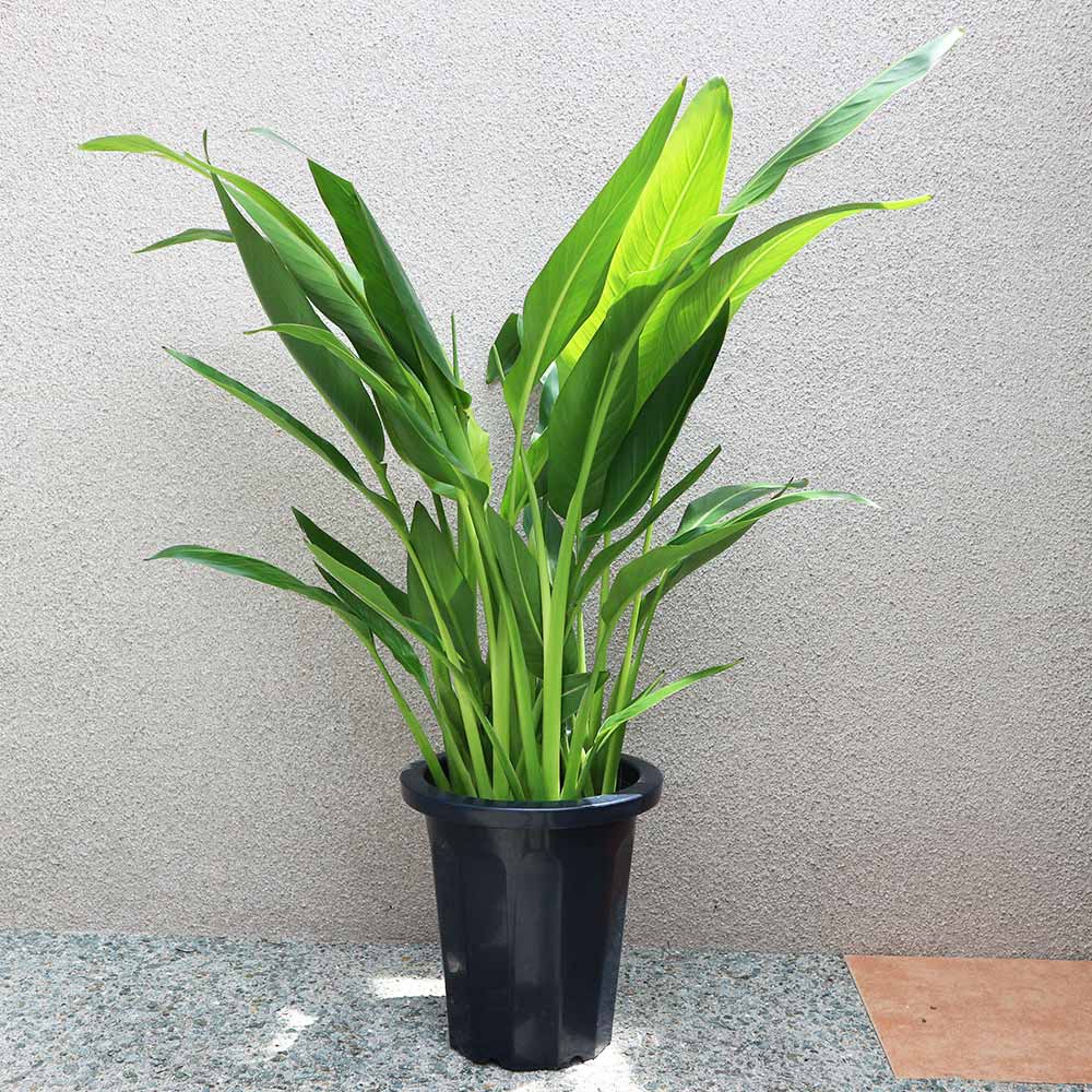タビビトノキ (旅人の木)【中型 観葉植物 8号鉢／1個】｜ 【植物の
