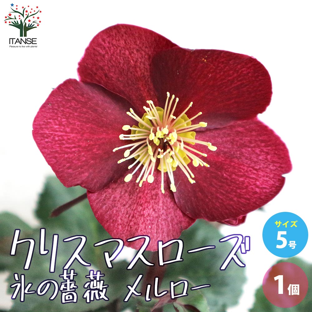 クリスマスローズ 氷の薔薇 メルロー 【花苗 5号鉢／1個売り