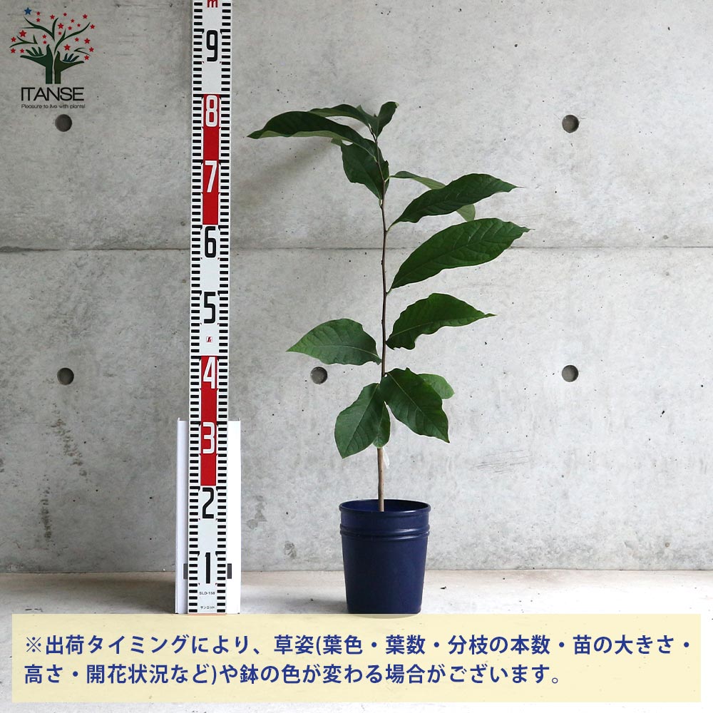 ポポーの苗木 サンフラワー 【果樹の苗木 5号ポット苗 2年生 接木苗／1