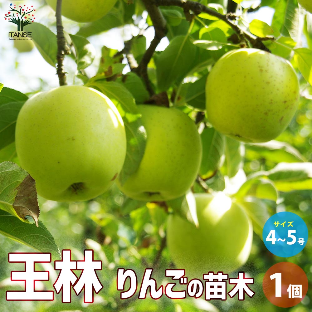 りんごの苗木 王林【果樹の苗木 4～5号ポット／1個売り】｜ 【植物の