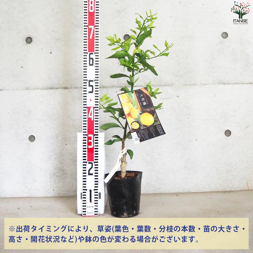 柑橘の苗 大和橘(ヤマトタチバナ)【果樹の苗木 15cmポット 1年生 接木