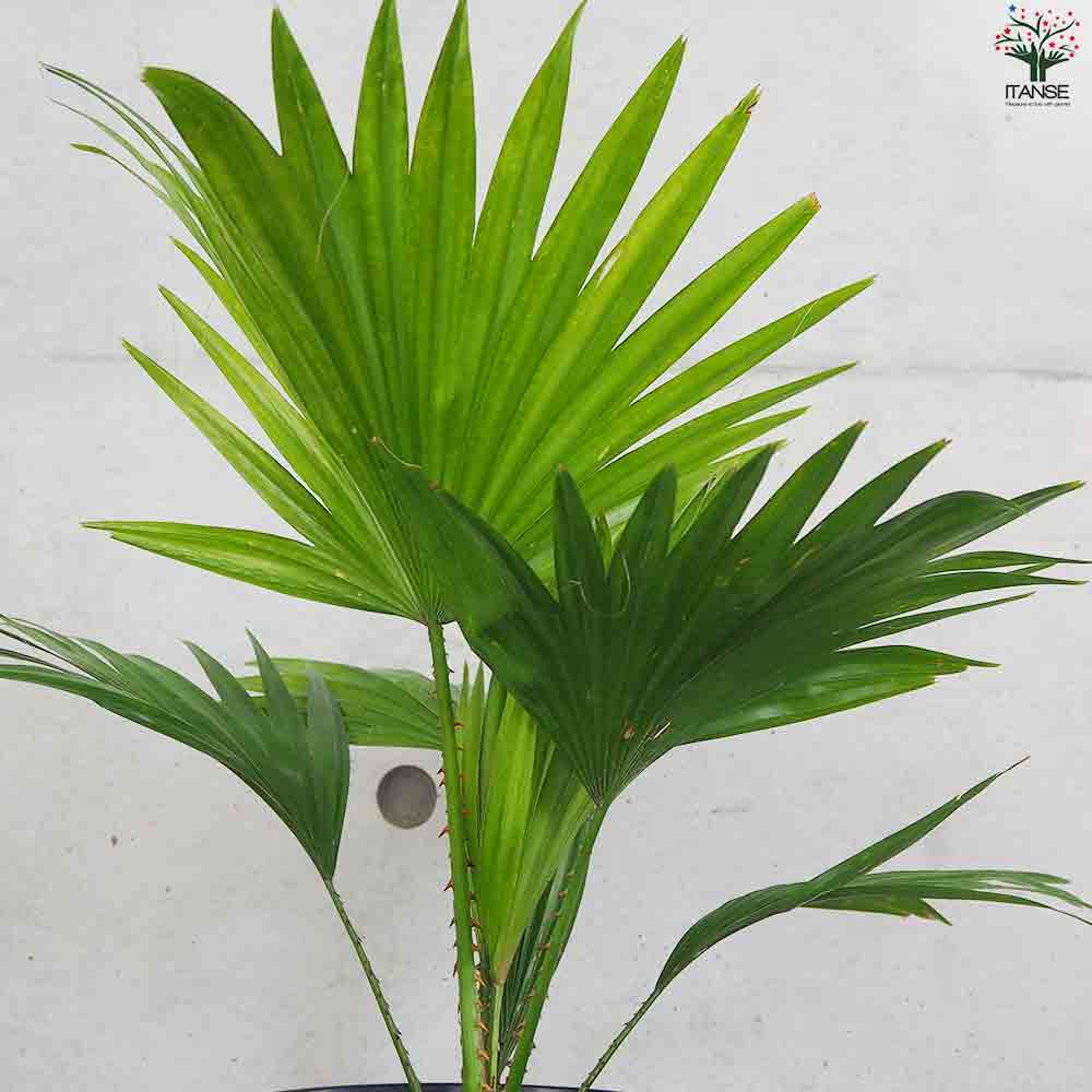 ビロウヤシ【観葉植物 6号鉢／1個売り】｜ 【植物のITANSE】全品