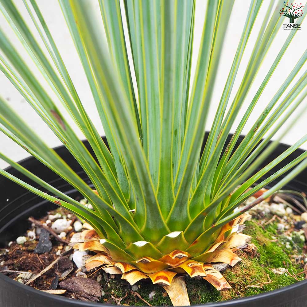 ユッカ ロストラータ【観葉植物 6号鉢／1個売り】｜ 【植物の