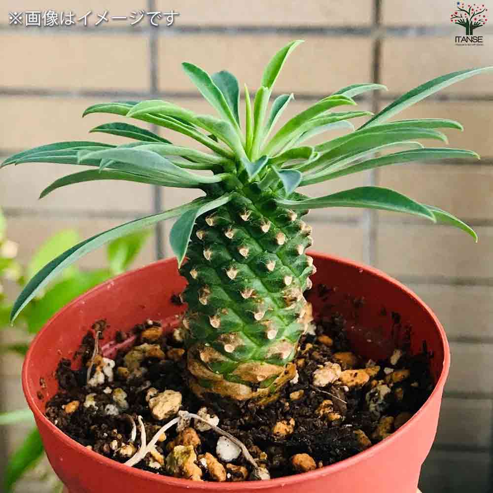 ユーフォルビア 怪魔玉 【多肉植物 3号鉢】｜ 【植物のITANSE