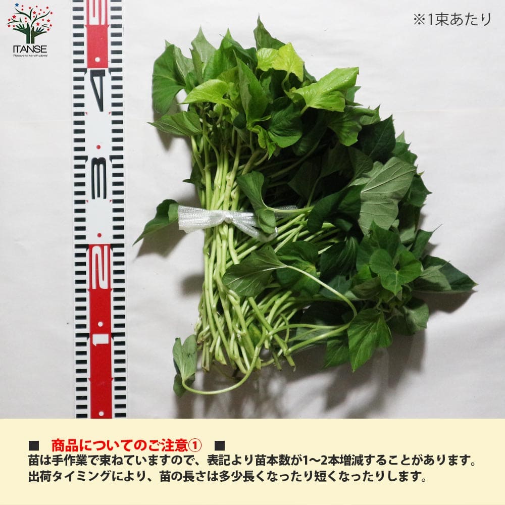 さつまいも切苗 品種：金時(キントキイモ)【野菜の苗／切苗(約25本/束