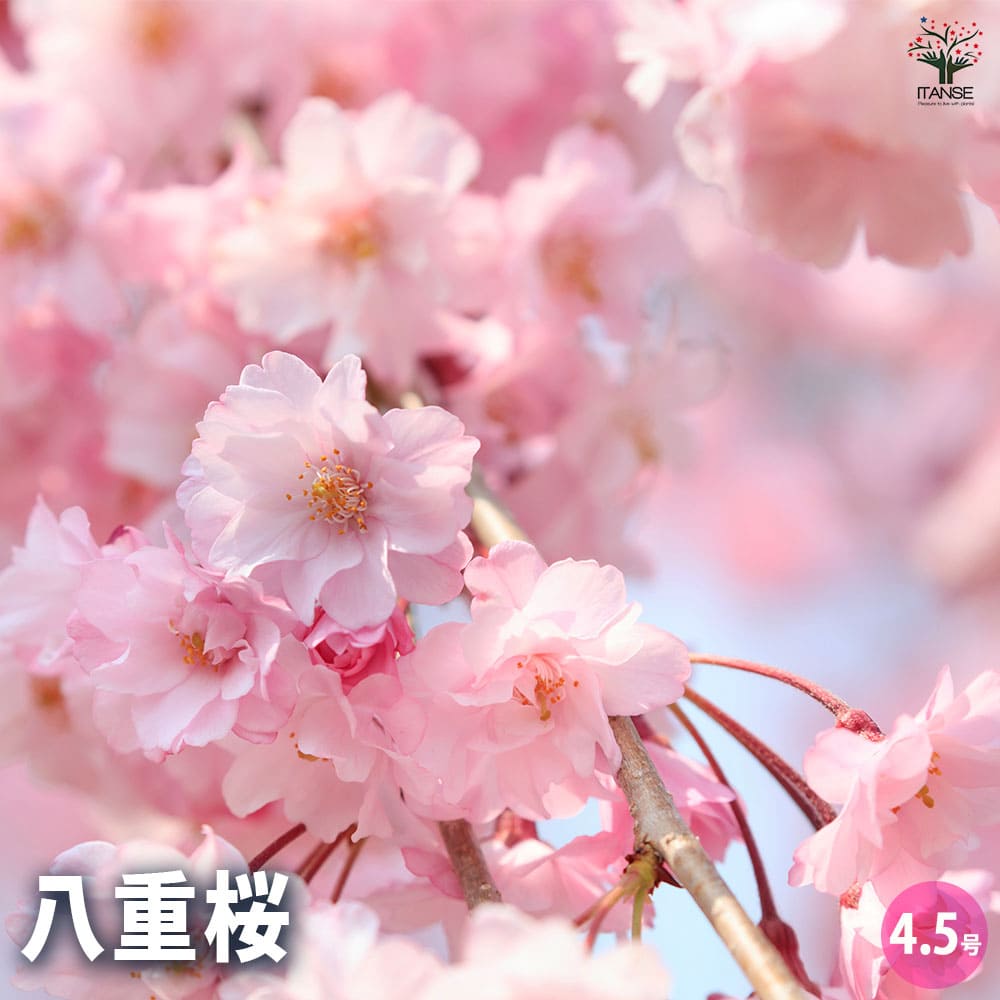 桜 八重桜 【花木苗 4.5号ポット／1個売り】｜ 【植物のITANSE