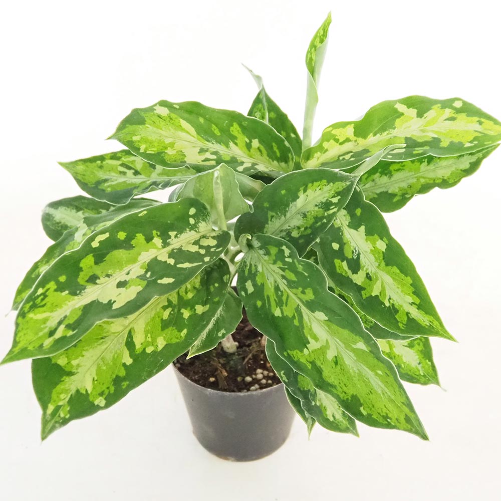 アグラオネマ ピクタム トリカラー 【観葉植物 3号／1個売り