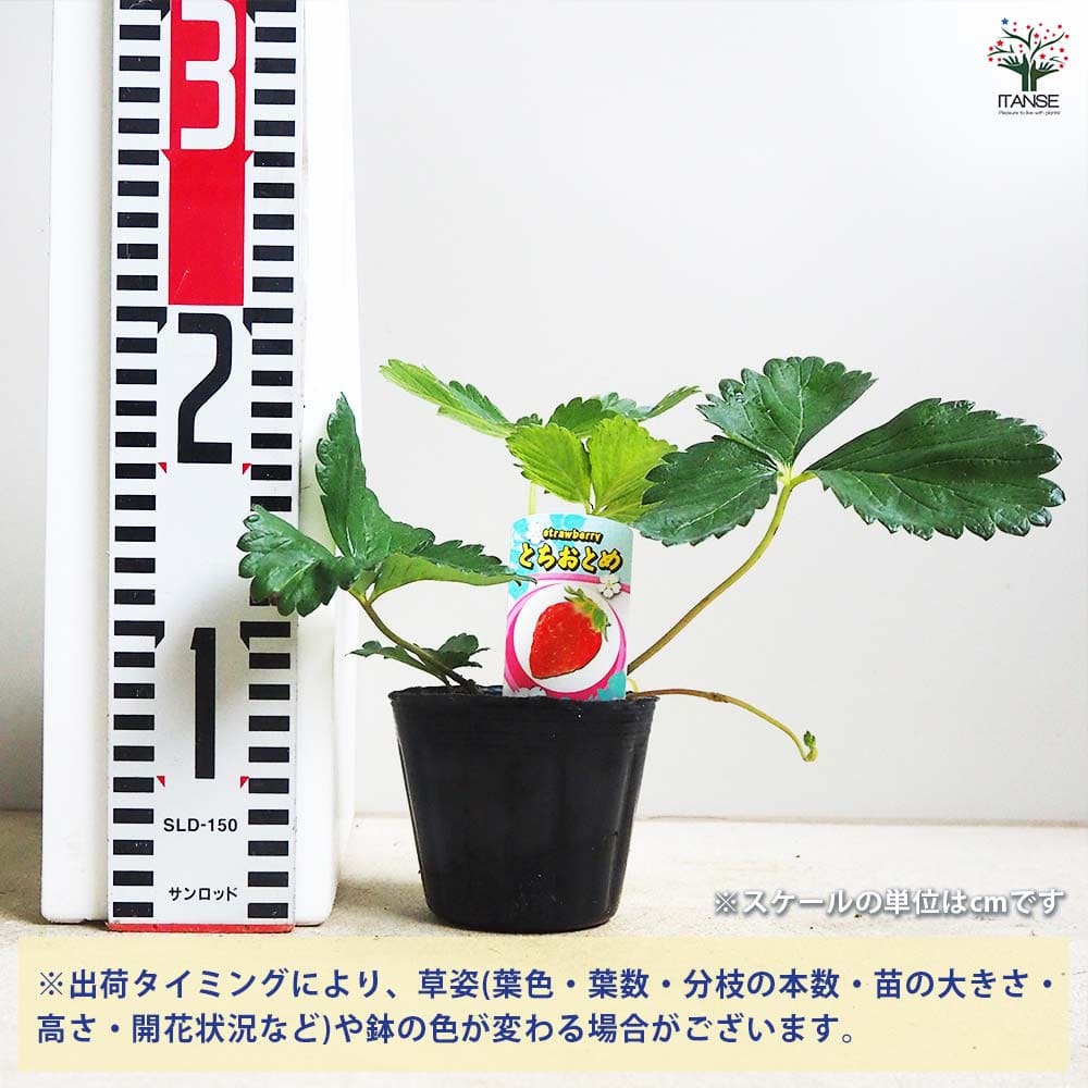 いちごの苗 とちおとめ2個～ 【野菜の苗 3号】｜ 【植物のITANSE