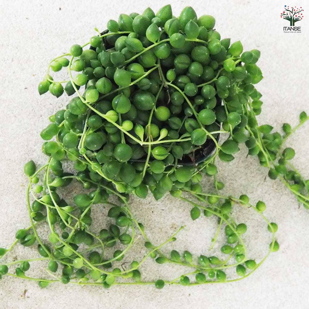 多肉植物 グリーンネックレス 【多肉植物 3号ポット】｜ 【植物の