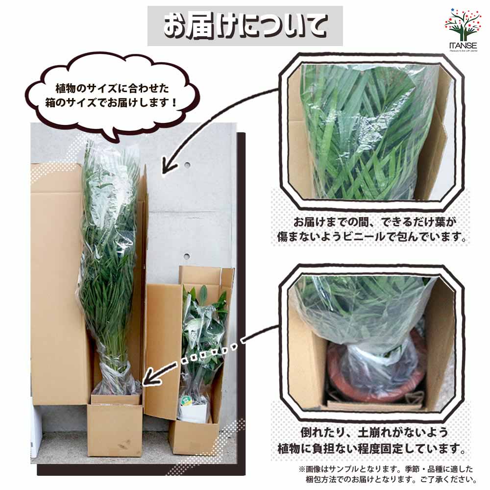 月下美人 月下美人 【多肉植物 6号鉢／1個売り】｜ 【植物の