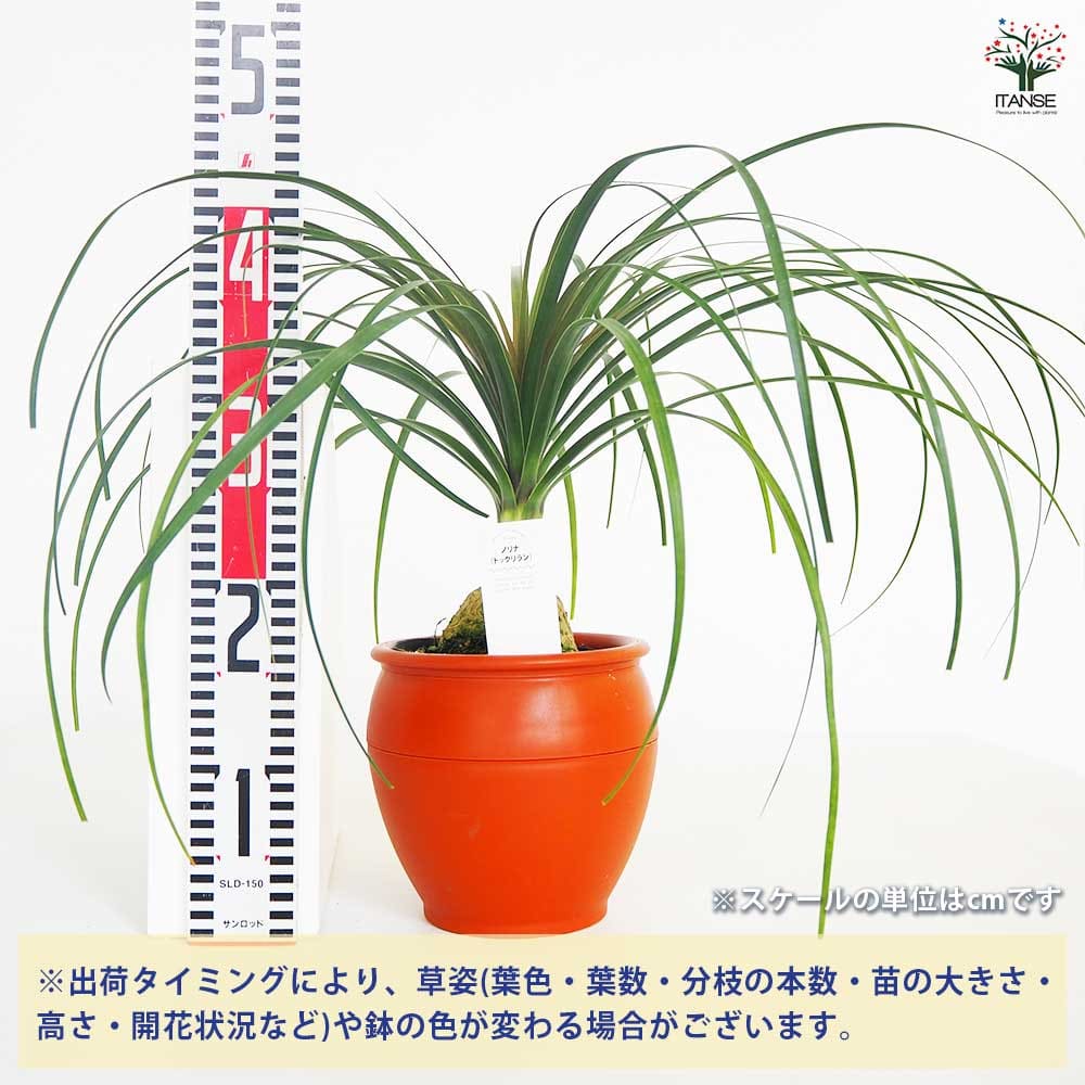 観葉植物 ポニーテール(トックリラン) 【観葉植物 6号／1個売り