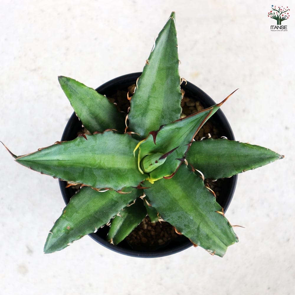 アガベ キシロナカンサ 【多肉植物 3.5号／1個売り】｜ 【植物の