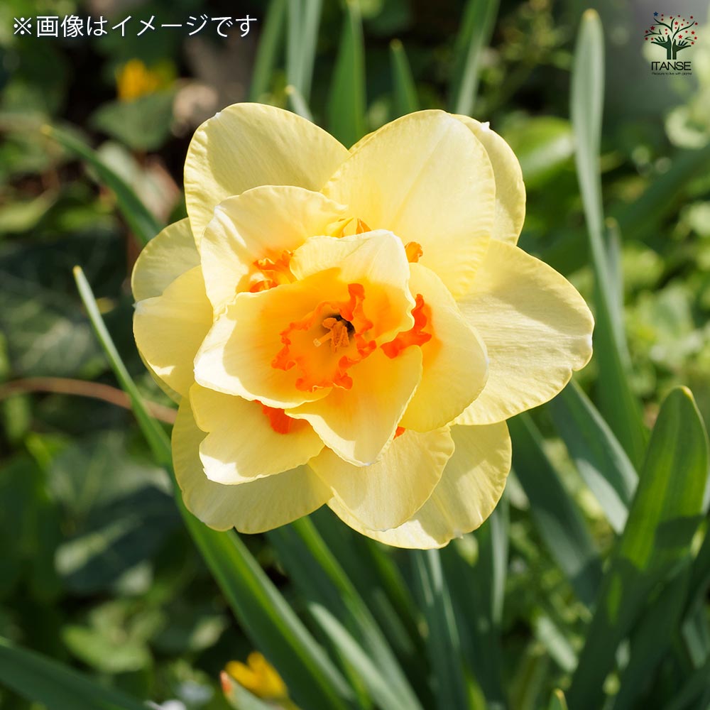 球根 水仙八重咲き タヒチ 【花球根 2球】｜ 【植物のITANSE
