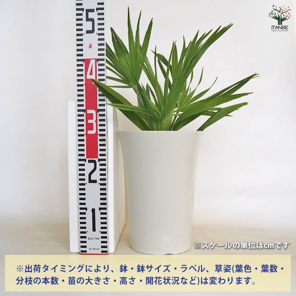 チャボトウジュロ(チャメロプス) ボルケーノ 【観葉植物 7号／1個売り