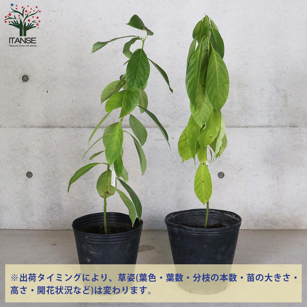 アボカドの苗 品種：Booth7(ボスセブン) 【果樹の苗木 8号ポット大苗
