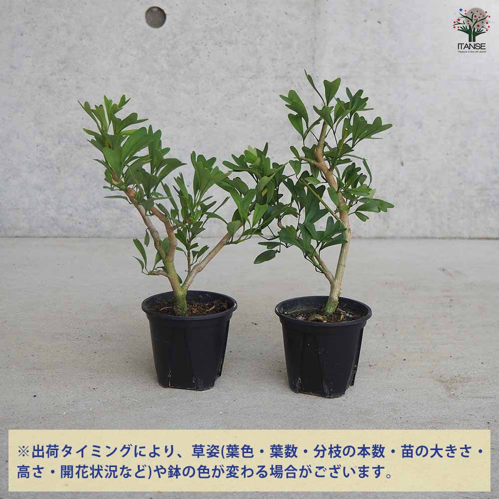 シェフレラ トライアンギュラス 【観葉植物 3号鉢】｜ 【植物の