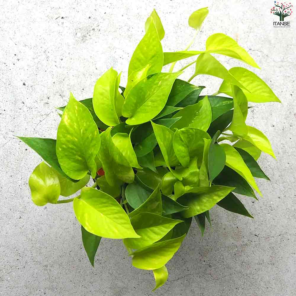ポトス ライム 【観葉植物 吊鉢5号】｜ 【植物のITANSE】全品