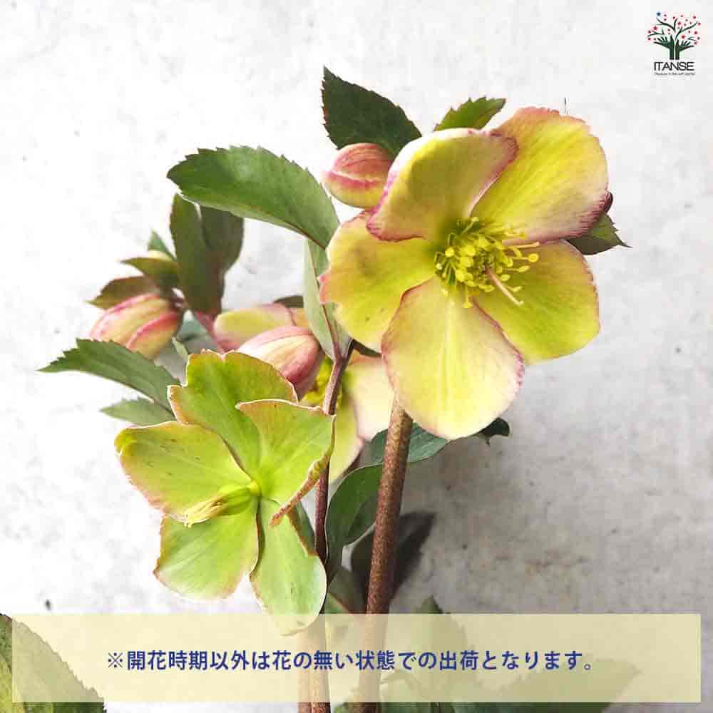 クリスマスローズ 氷の薔薇ダークピコティ 【花苗 6号鉢／1個売り