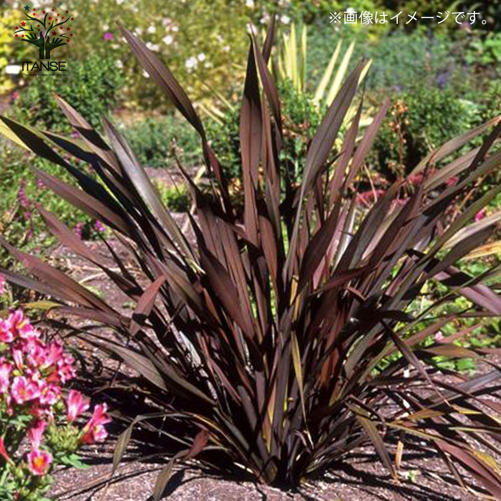ニューサイラン(入才蘭) 銅葉の大苗【観葉植物 8号ナーセリーポット