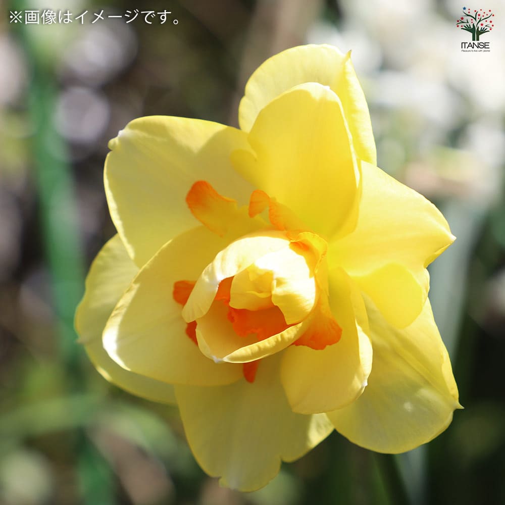 球根 八重咲き水仙 タヒチ 【花球根 2球／1個売り】｜ 【植物の