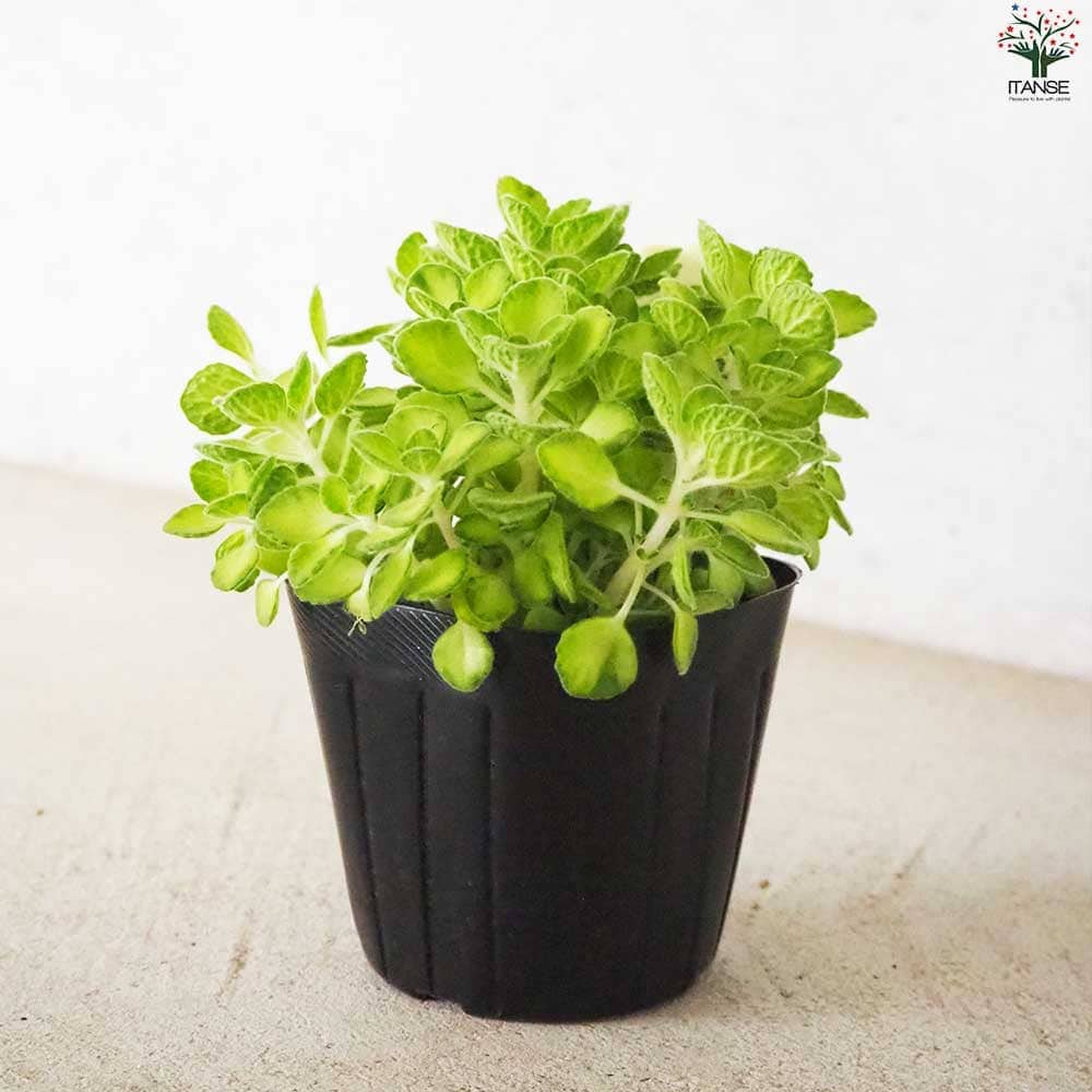アロマティカス ライムシャワー【ハーブの苗 3号】｜ 【植物の