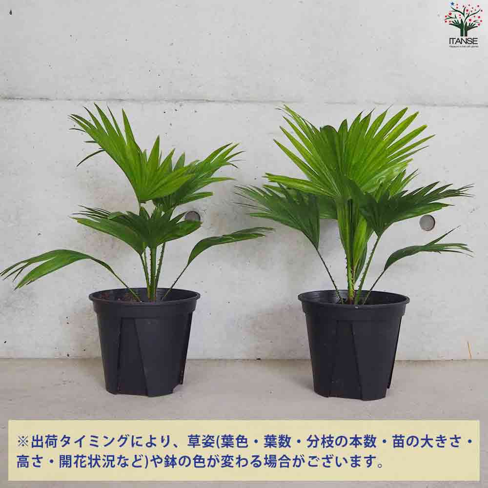 ビロウヤシ【観葉植物 6号鉢／1個売り】｜ 【植物のITANSE】全品