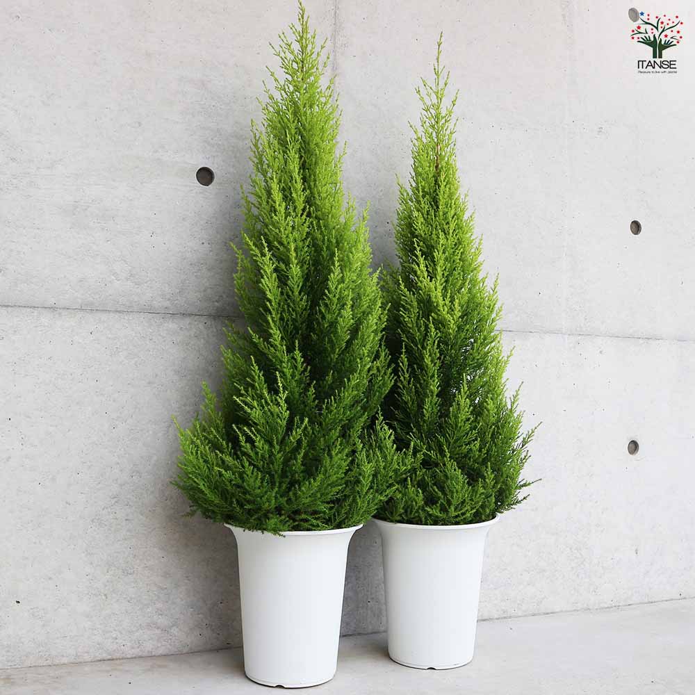 コニファー ゴールドクレスト 【庭木 7号鉢／1個売り】｜ 【植物の