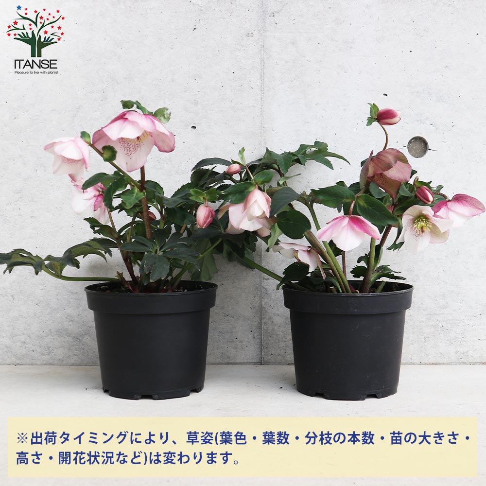 クリスマスローズ 散らず桜【花苗 6号鉢／1個売り】｜ 【植物の