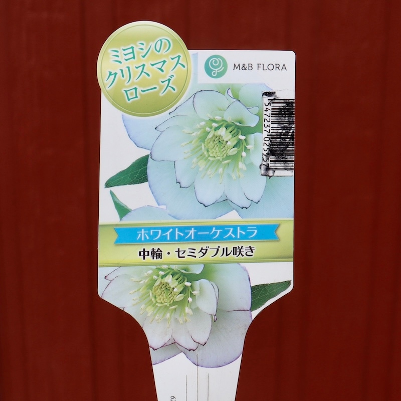 自然開花♪風散歩で3年】現品1点限り☆クリスマスローズ・セミダブル