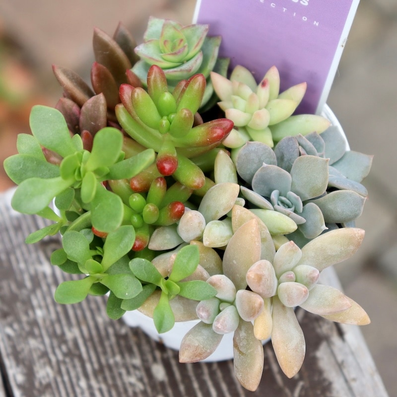 どれも絶対可愛い♪多肉のお任せ寄せ植え(2.5号鉢)