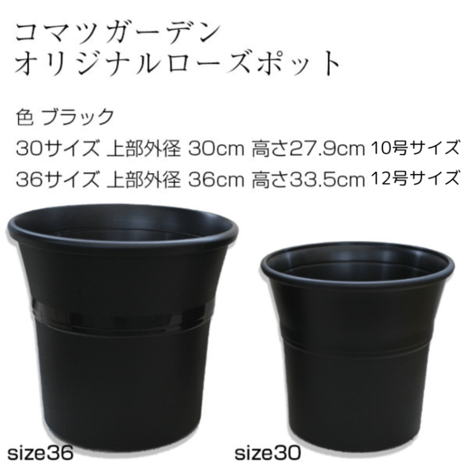 美株 ソテツ 蘇轍 NPポット45黒鉢付 美株 ソテツ 蘇轍 NPポット