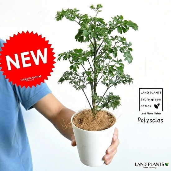ポリシャス・バタフライ ポリシャス・バタフライ 082301 販売・通販［詳細ページ］ *tree tree*