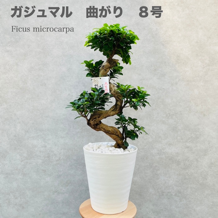 ガジュマル 曲がり 8号鉢 登り樹 観葉植物 多幸の木 幸福をもたらす