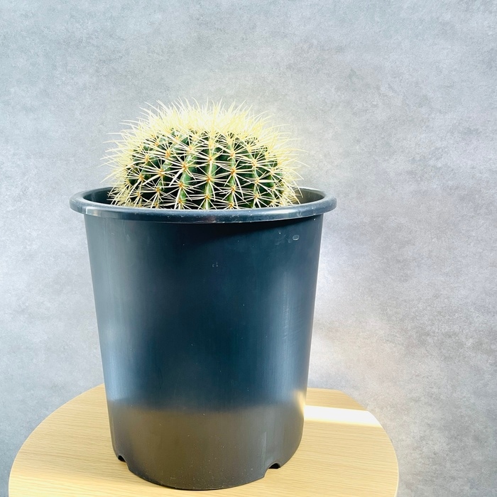 サボテンの王様 金鯱 8号鉢 大型 観葉植物 多肉植物 金シャチ おしゃれ