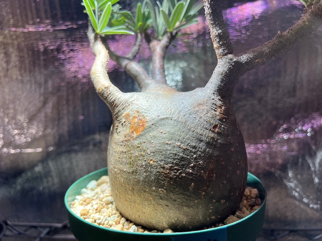 手作植木鉢 XLサイズ 検（ 塊根植物 グラキリス パキプス アガベ)