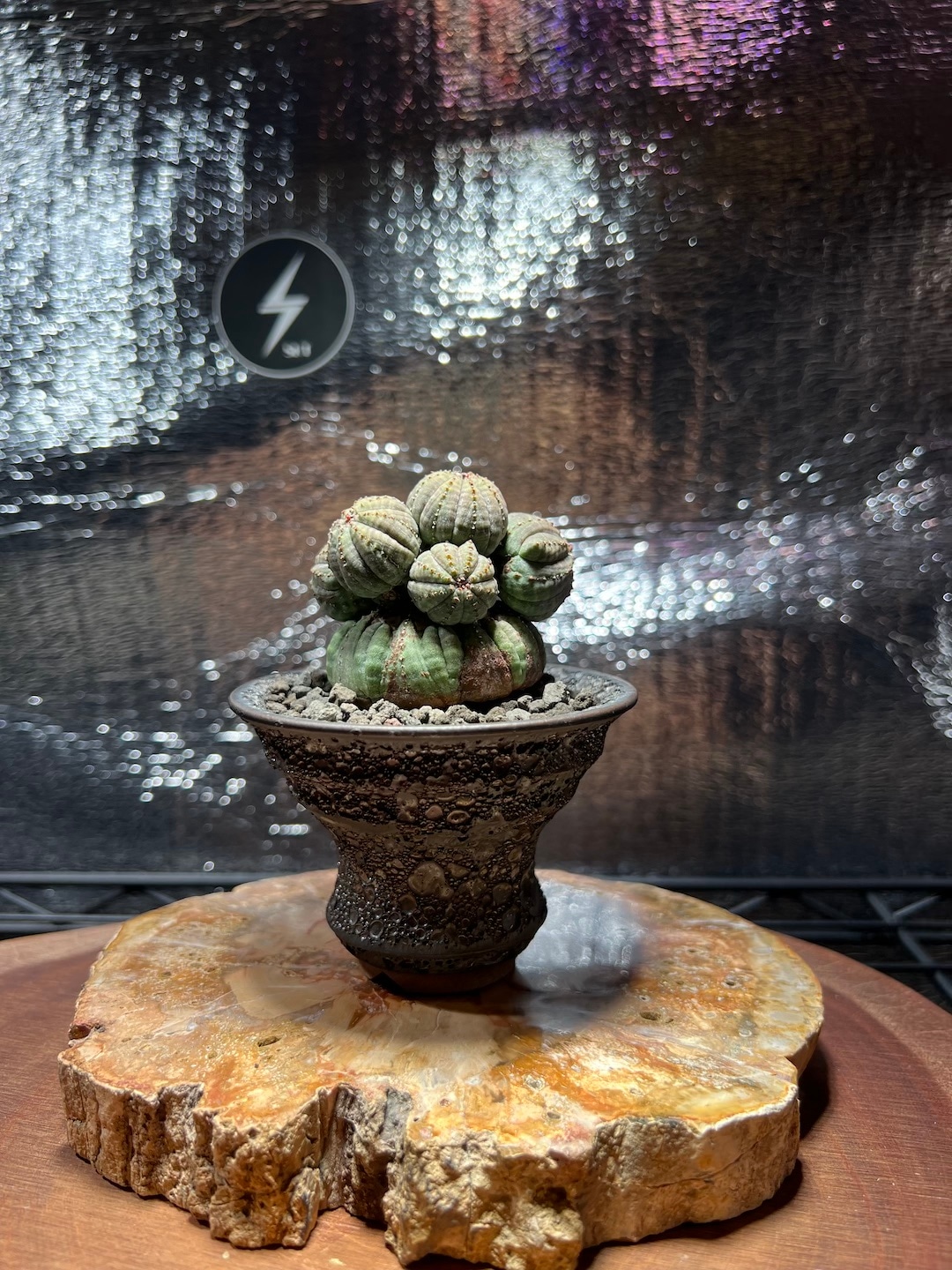 成長点潰れ 美形大家族】輸入株 ユーフォルビア・オベサ | Euphorbia