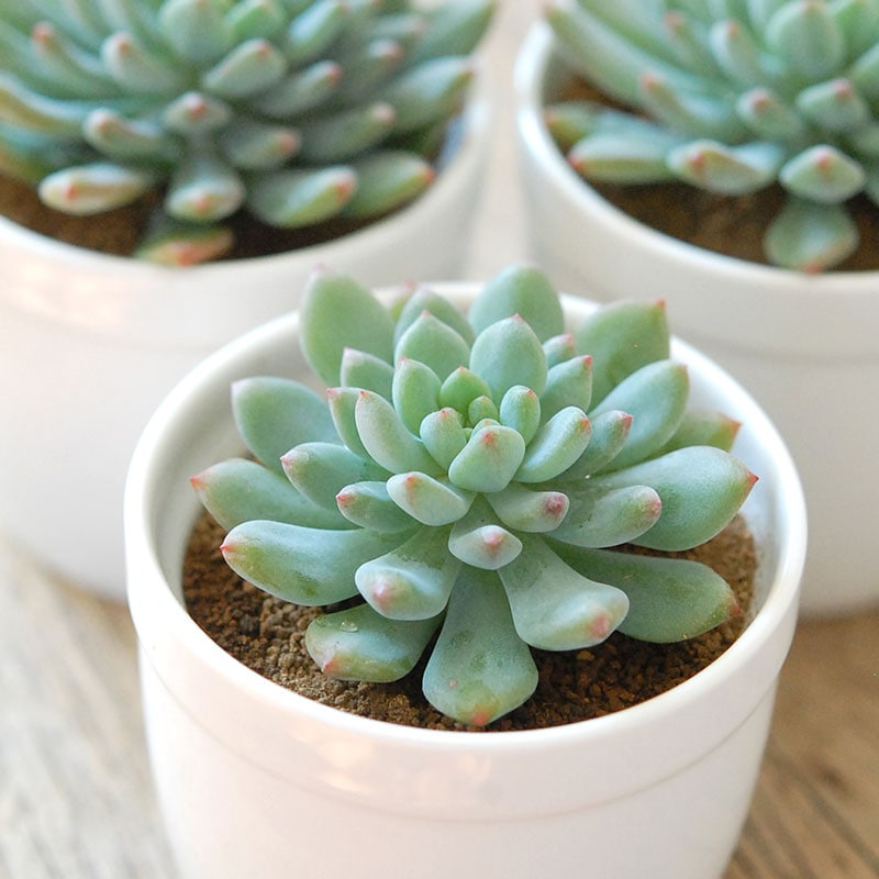 ブルーエルフ / Echeveria | 多肉植物の専門店 solxsol（ソルバイソル）