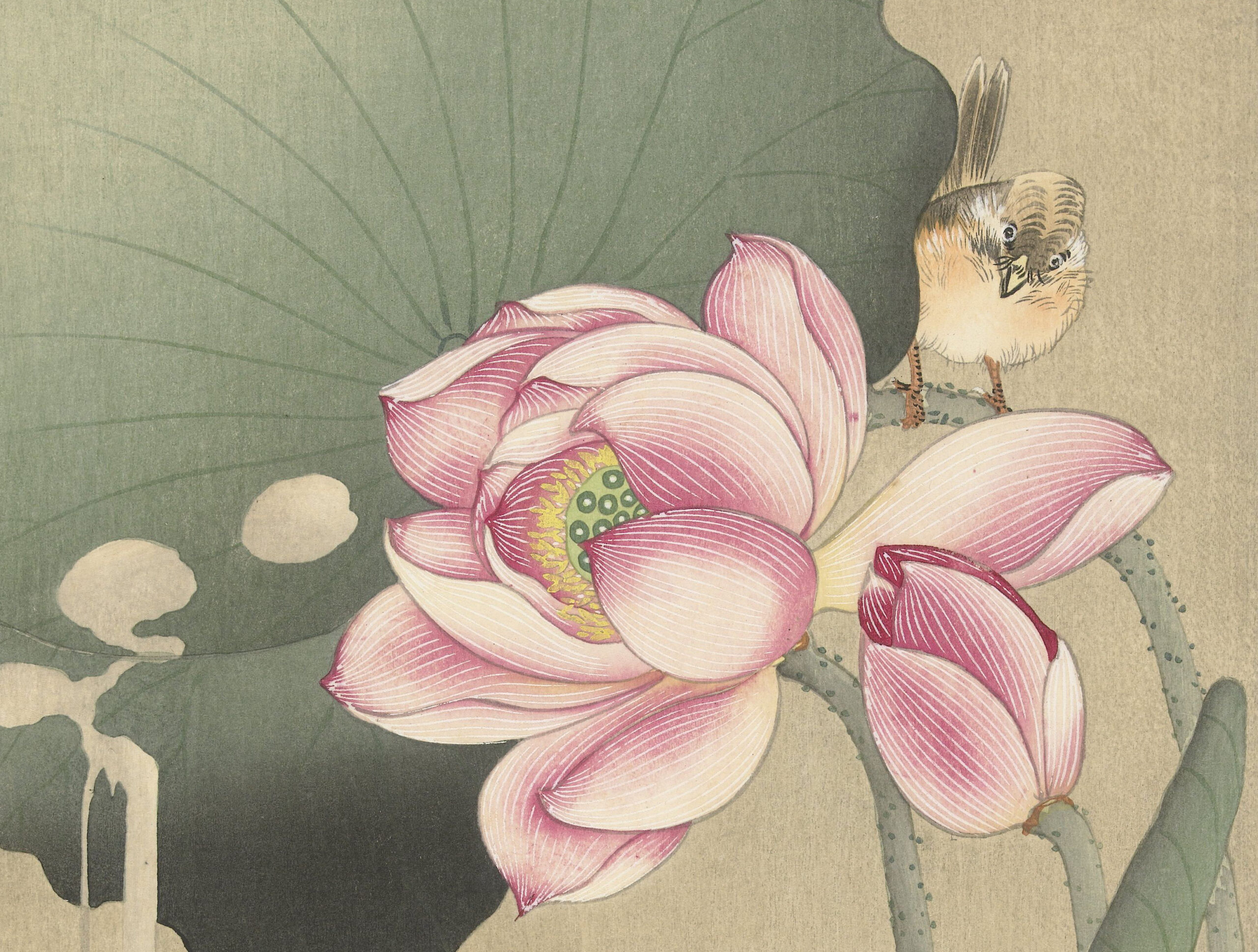 蓮の花と雀 画：小原古邨 アムステルダム国立美術館所蔵アイキャッチ