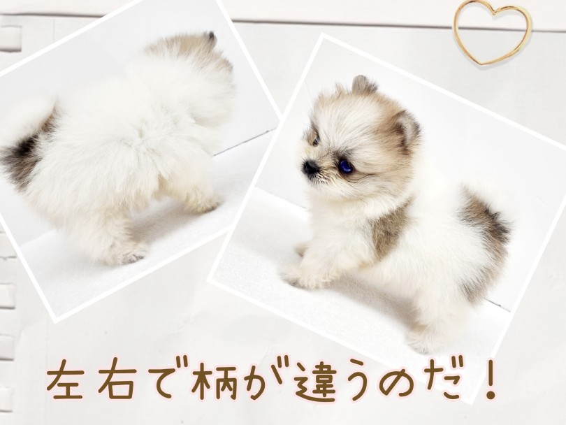 ポメラニアン 】激レアカラー！てちてち歩きのちびっこポメ