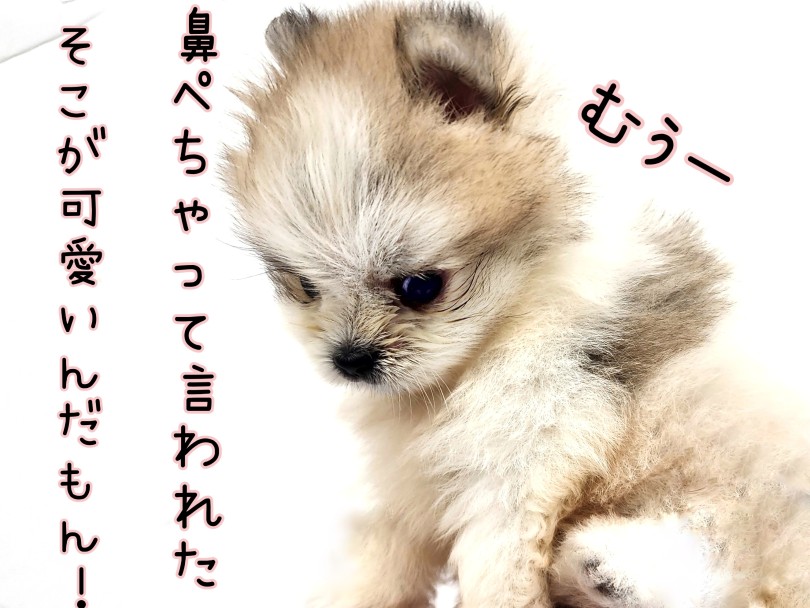 ポメラニアン 】激レアカラー！てちてち歩きのちびっこポメ